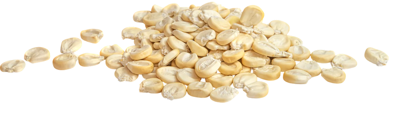 White corn image