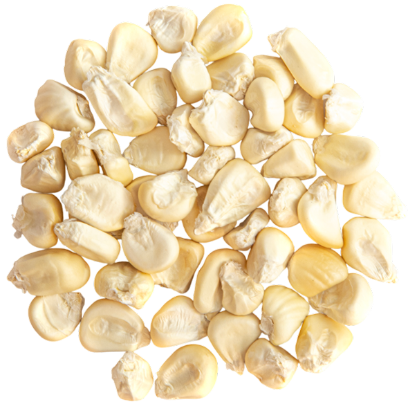 Maíz de Montañaimage